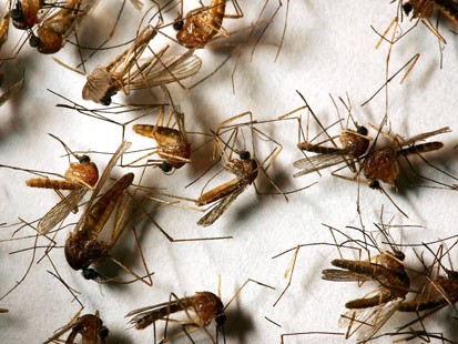 mosquito