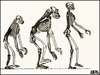 evolution