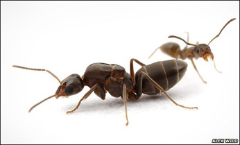 _45993904_megacolonyants.jpg