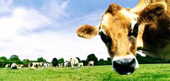 t2_cow_605554a