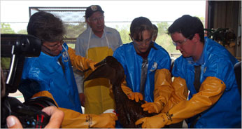 16oil_CA0-articleLarge