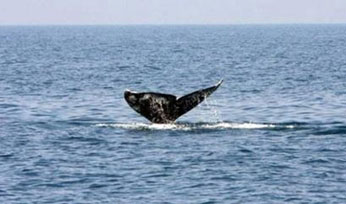 1978788926-scientists-stunned-as-grey-whale-sighted-off-israel