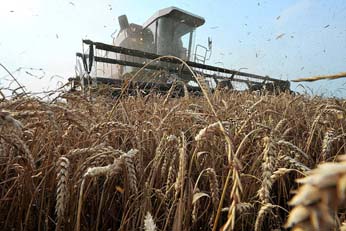MI-BF844_WHEAT_G_20100910172555