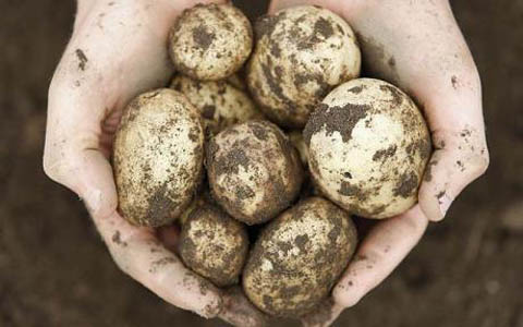 potato_1722703c