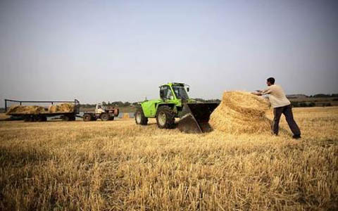 wheat_1722695c