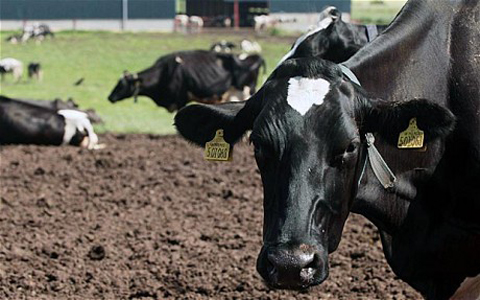 cows_1862994c